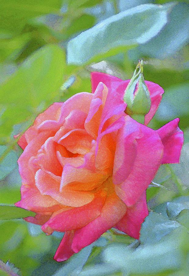 Rose 178 Photograph by Pamela Cooper