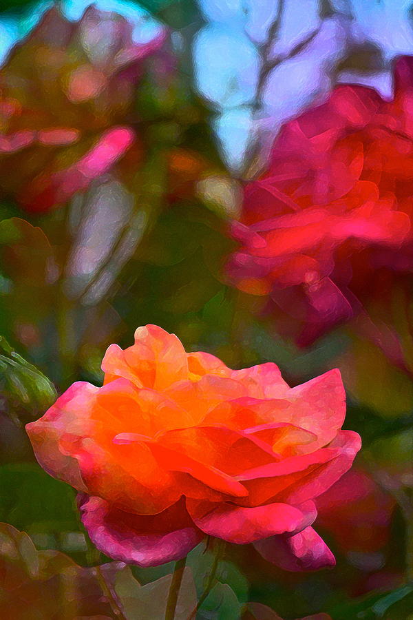 Rose 191 Photograph by Pamela Cooper