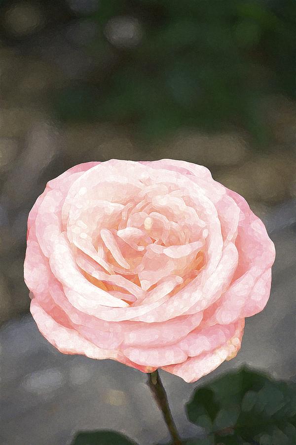 Rose 195 Photograph by Pamela Cooper
