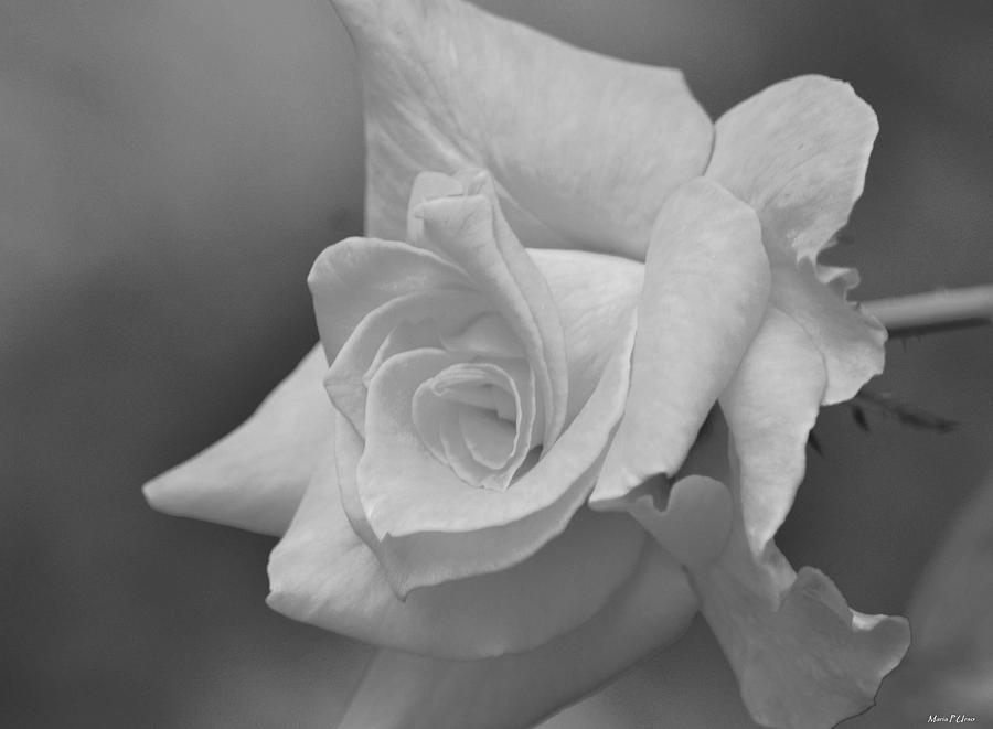 Rose 2 BW Photograph by Maria Urso