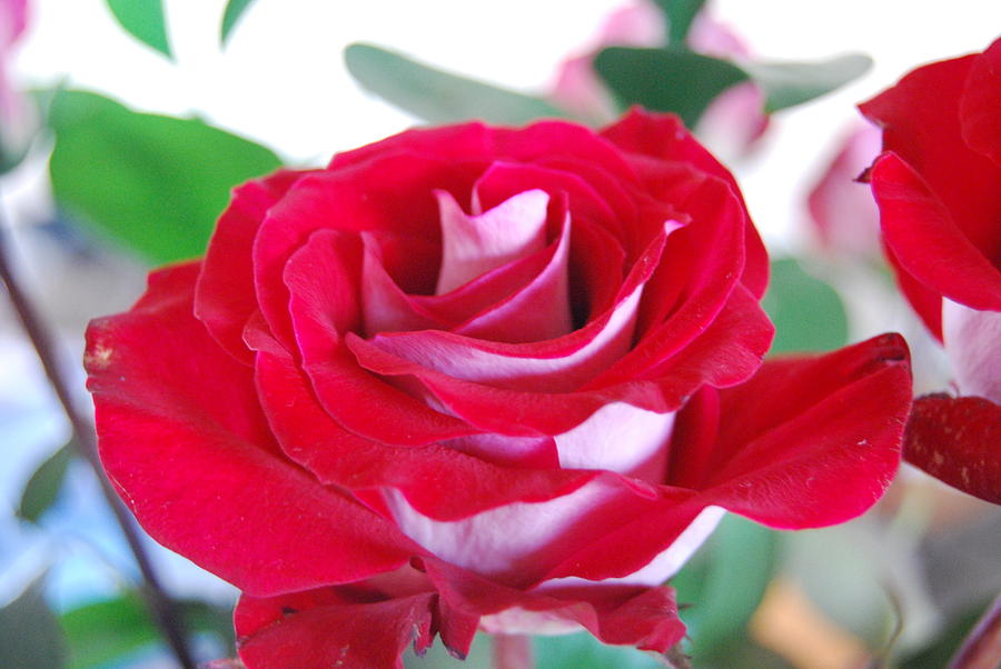 Flower Photograph - Rose 2 by Deborah Velazquez