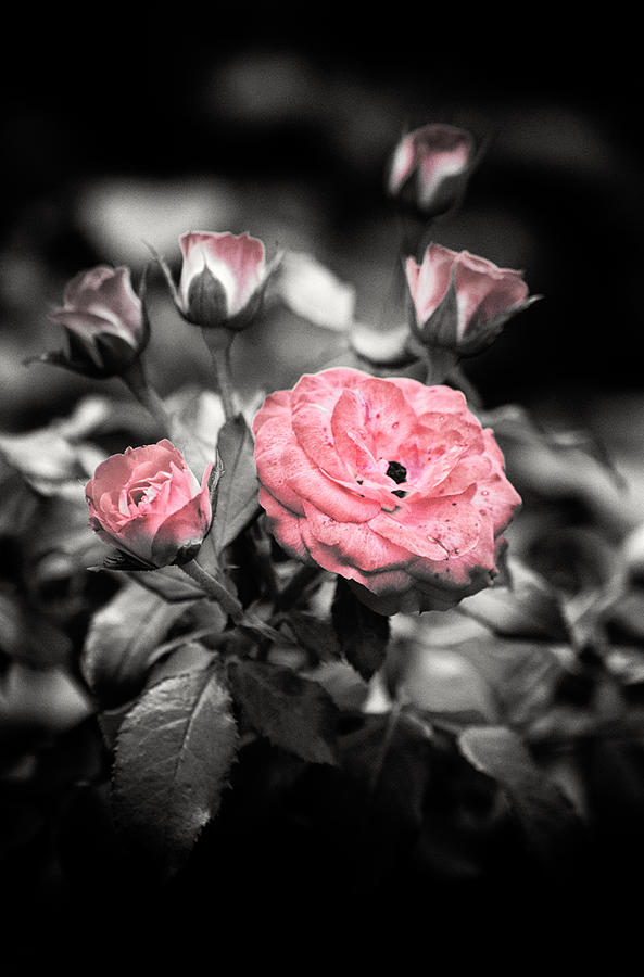 Rose 2 Photograph by Jeremy Herman