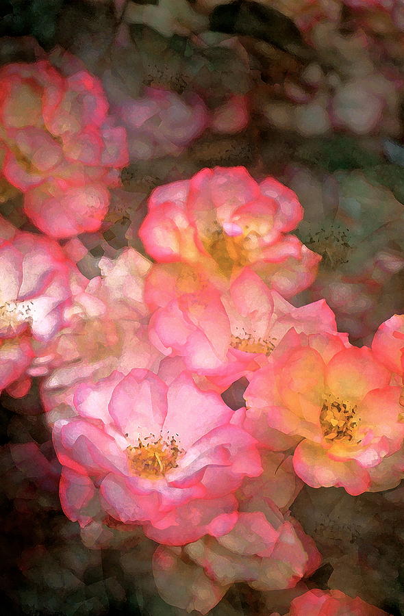 Flower Photograph - Rose 212 by Pamela Cooper