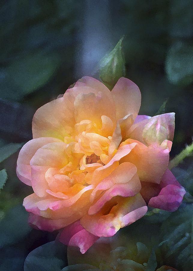 Rose 218 Photograph by Pamela Cooper