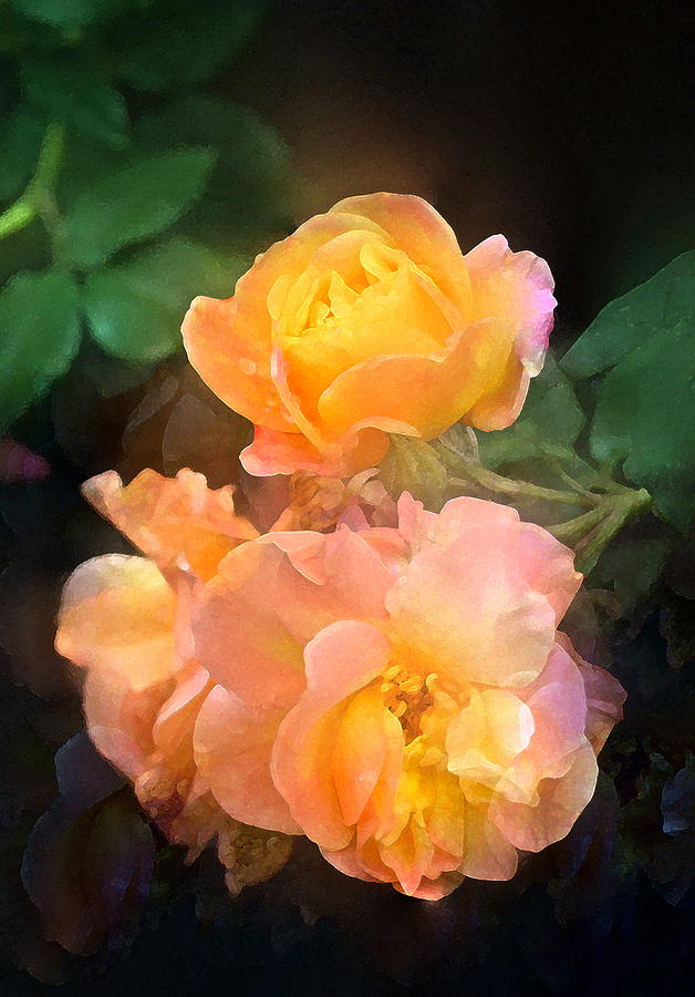 Rose 221 Photograph by Pamela Cooper