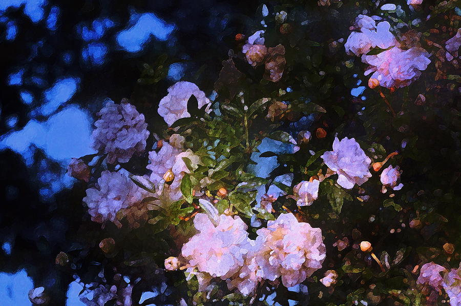 Flower Photograph - Rose 222 by Pamela Cooper