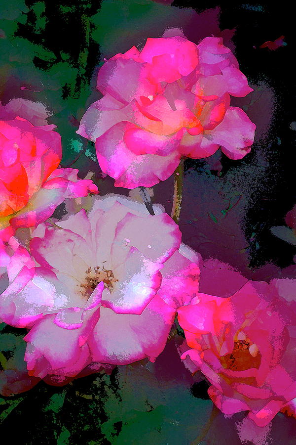 Rose 223 Photograph by Pamela Cooper