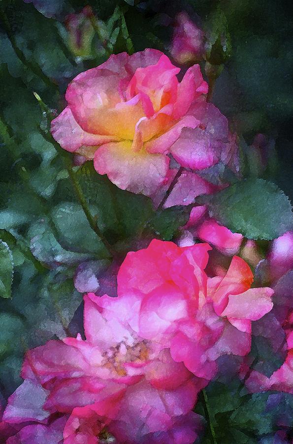 Rose 242 Photograph by Pamela Cooper