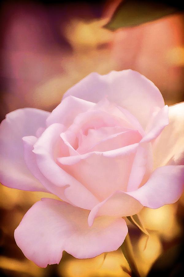 Flower Photograph - Rose 252 by Pamela Cooper