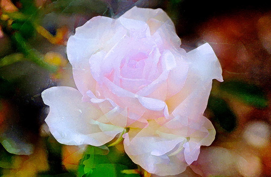 Rose 253 Photograph by Pamela Cooper
