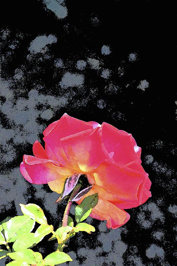 Rose 255 Photograph by Pamela Cooper