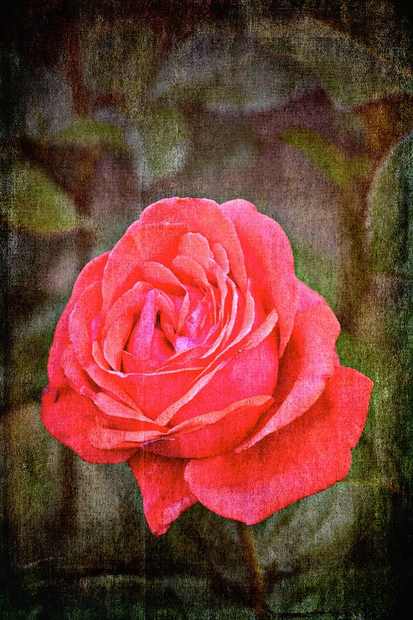 Rose 260 Photograph by Pamela Cooper