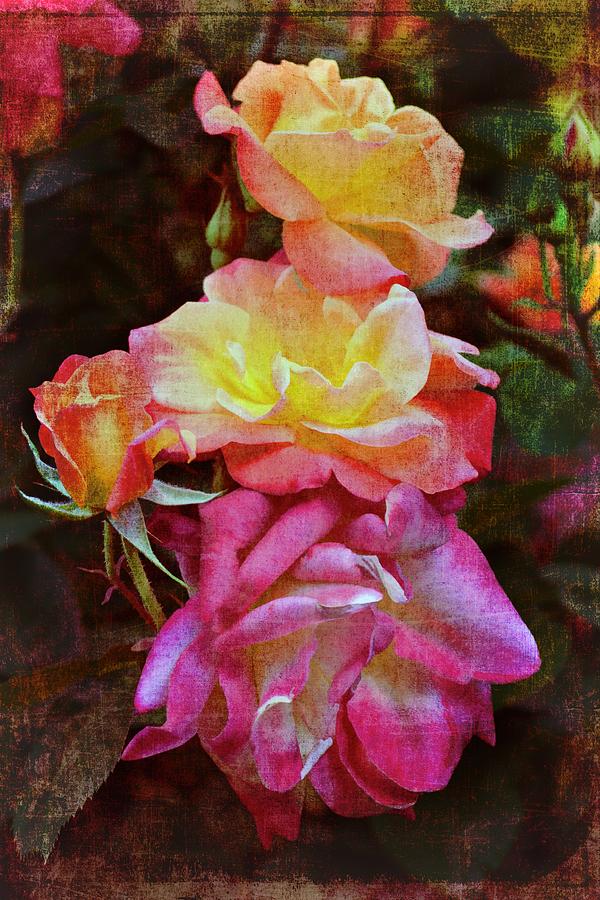 Rose 268 Photograph by Pamela Cooper