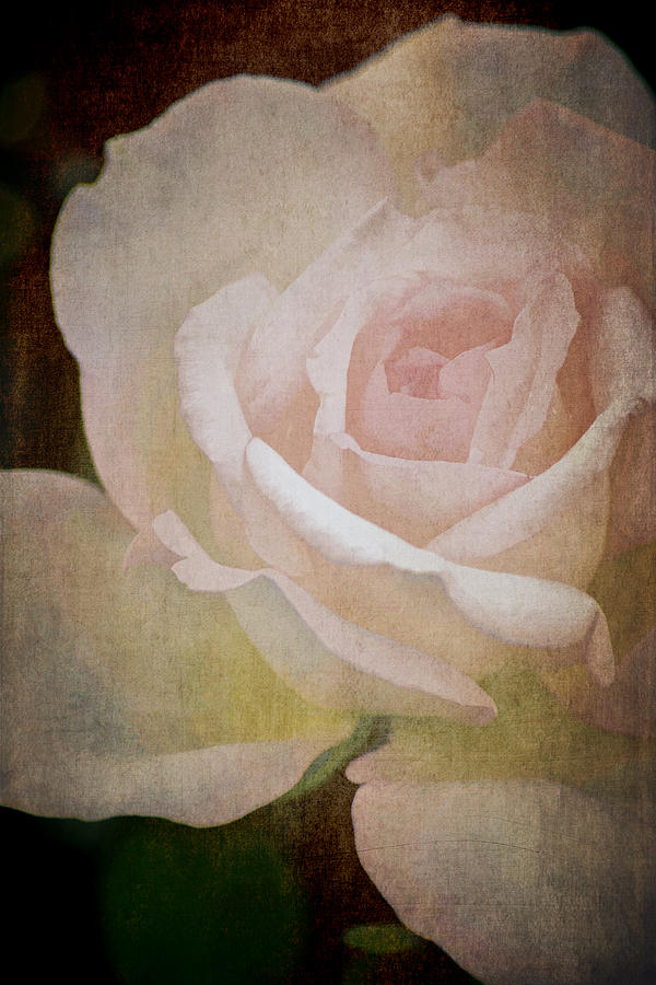 Rose 269 Photograph by Pamela Cooper