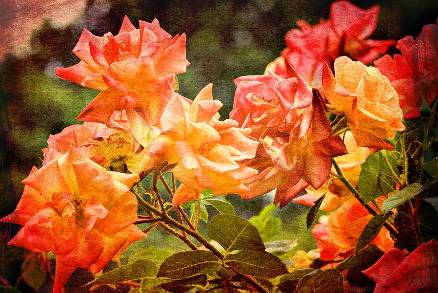 Flower Photograph - Rose 270 by Pamela Cooper
