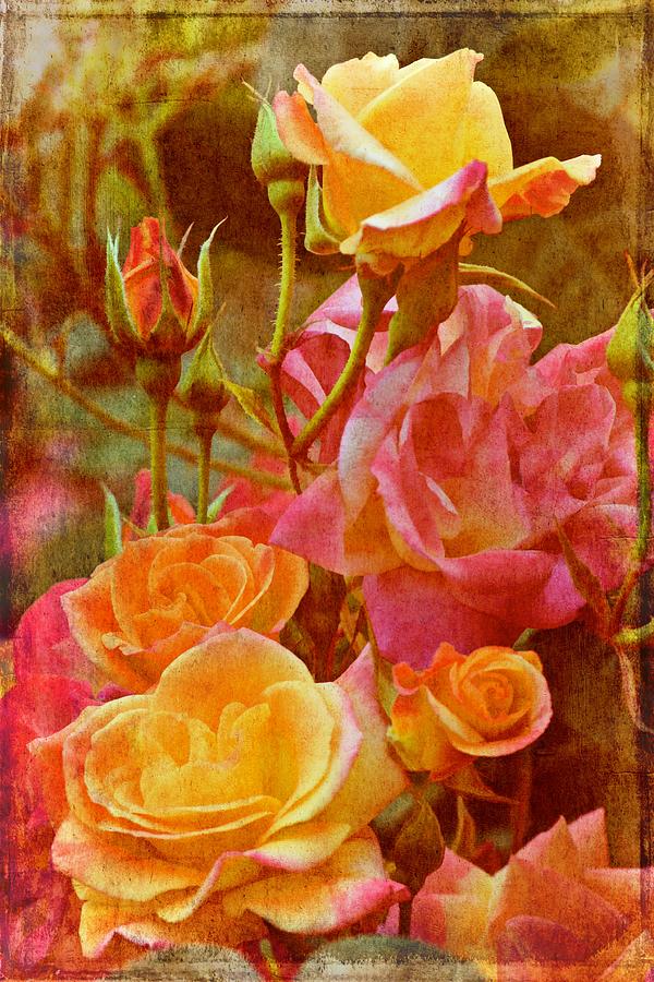 Flower Photograph - Rose 272 by Pamela Cooper