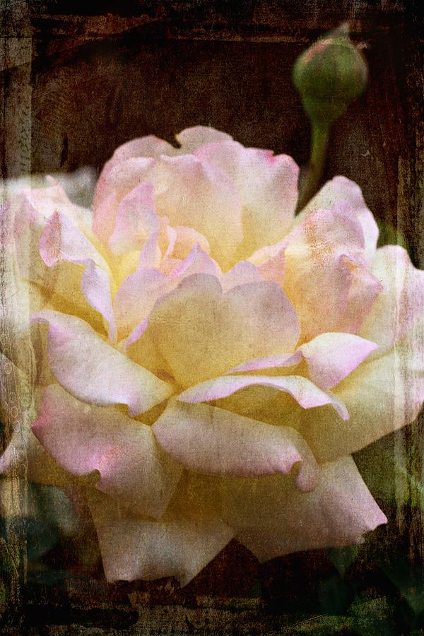 Rose 279 Photograph by Pamela Cooper