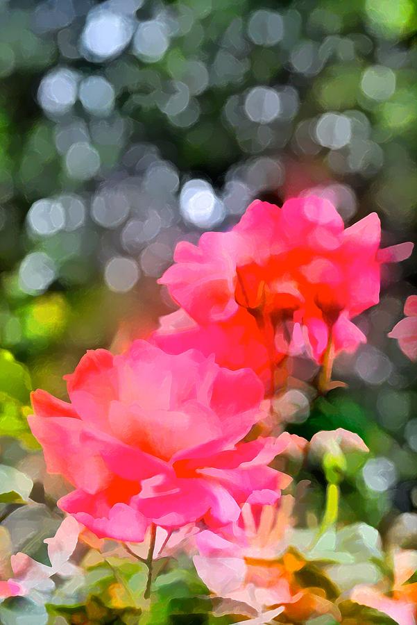 Rose 285 Photograph by Pamela Cooper