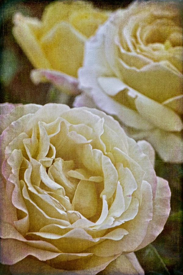 Flower Photograph - Rose 288 by Pamela Cooper