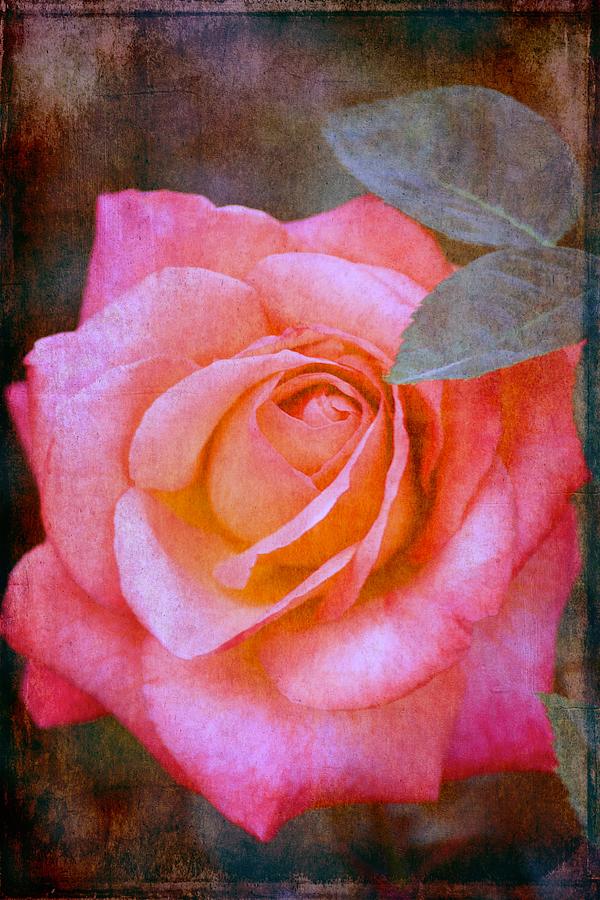 Rose 289 Photograph by Pamela Cooper