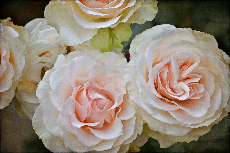Rose 292 Photograph by Pamela Cooper