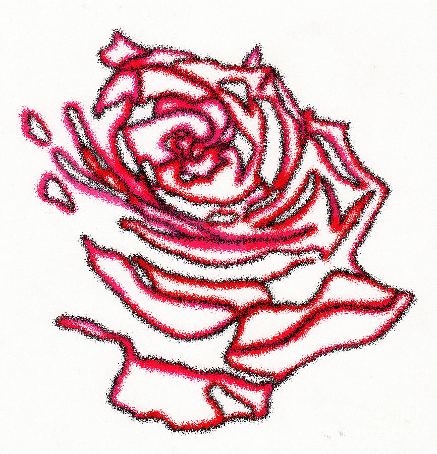 Rose 3 Drawing by Christine Perry