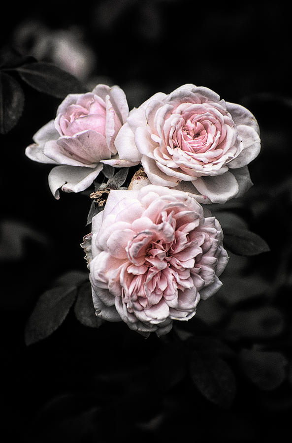 Rose 3 Photograph by Jeremy Herman