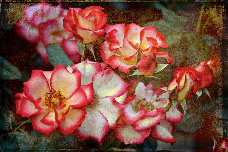 Rose 305 Photograph by Pamela Cooper
