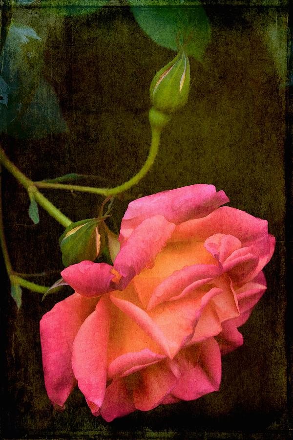 Rose 310 Photograph by Pamela Cooper