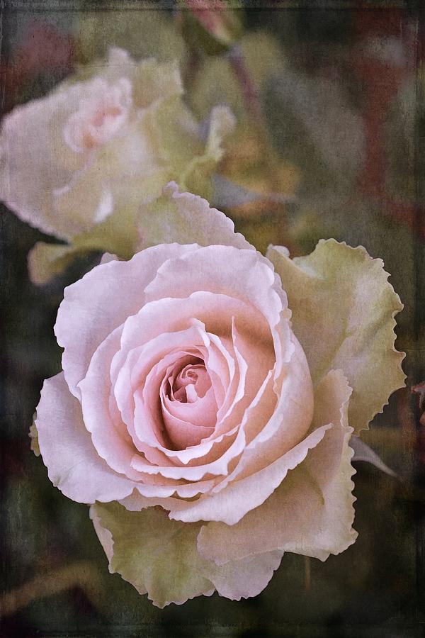 Rose 311 Photograph by Pamela Cooper