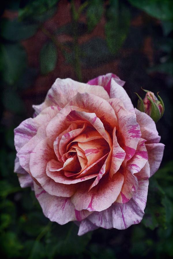 Rose 312 Photograph by Pamela Cooper