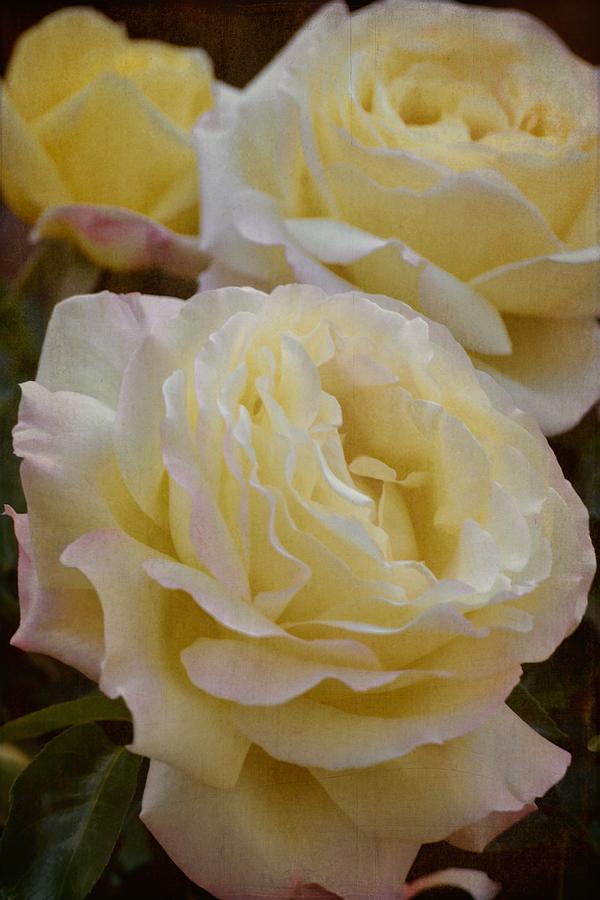 Rose 313 Photograph by Pamela Cooper