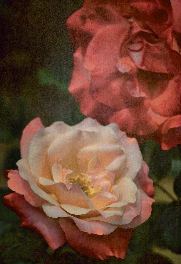 Rose 314 Photograph by Pamela Cooper