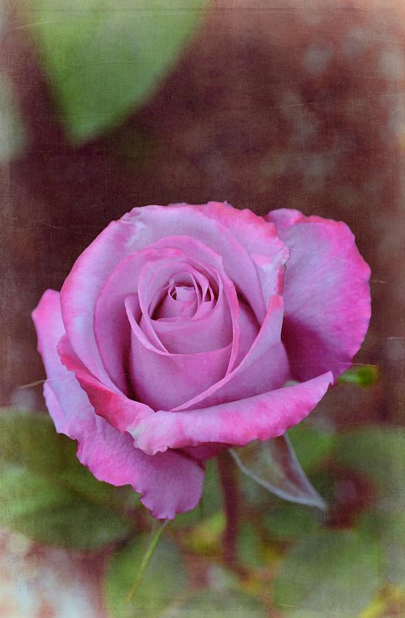 Rose 315 Photograph by Pamela Cooper