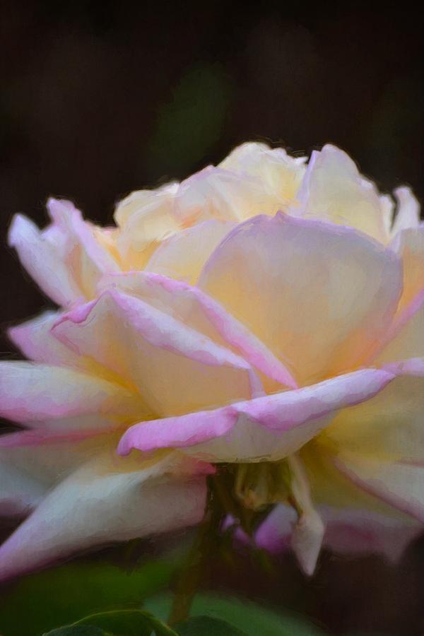Rose 323 Photograph by Pamela Cooper