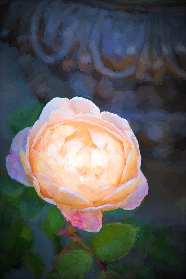 Rose 325 Photograph by Pamela Cooper