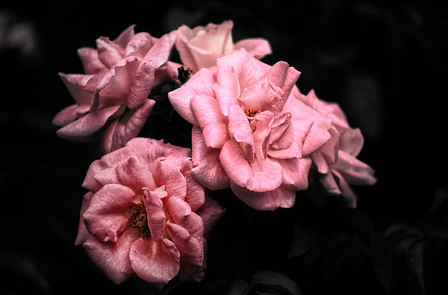 Rose 4 Photograph by Jeremy Herman