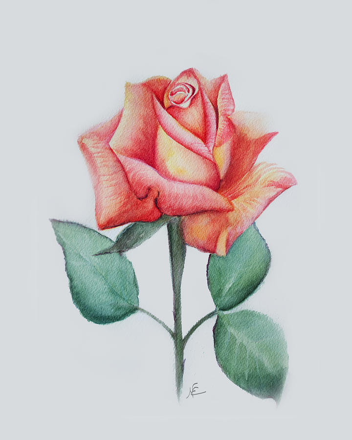 Rose 4 Painting by Nancy Edwards