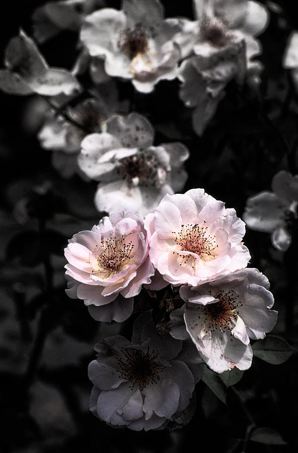 Rose 5 Photograph by Jeremy Herman