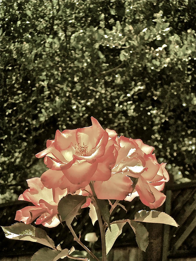 Flower Photograph - Rose 55 by Pamela Cooper