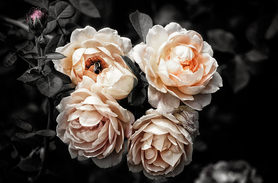 Rose 7 Photograph by Jeremy Herman