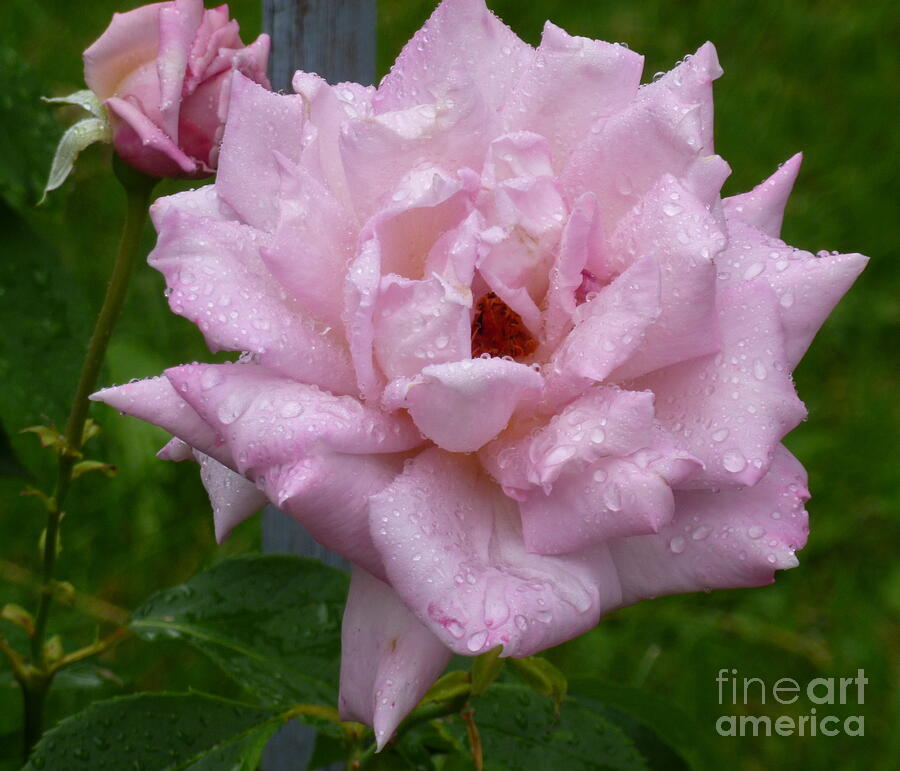 Rose-A-Rain Photograph by Lingfai Leung