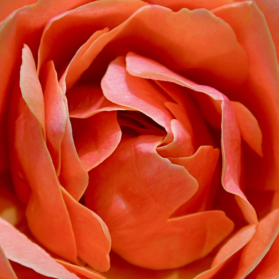 Rose Abstract Photograph by Rona Black