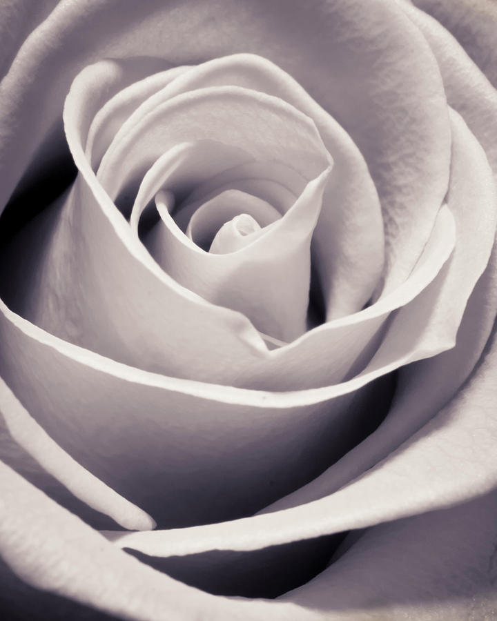 Abstract Photograph - Rose by Adam Romanowicz