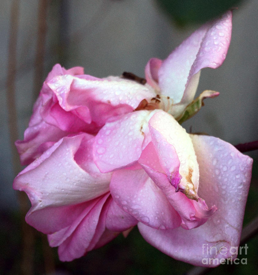 Rose After Rain Photograph by Cassandra Buckley