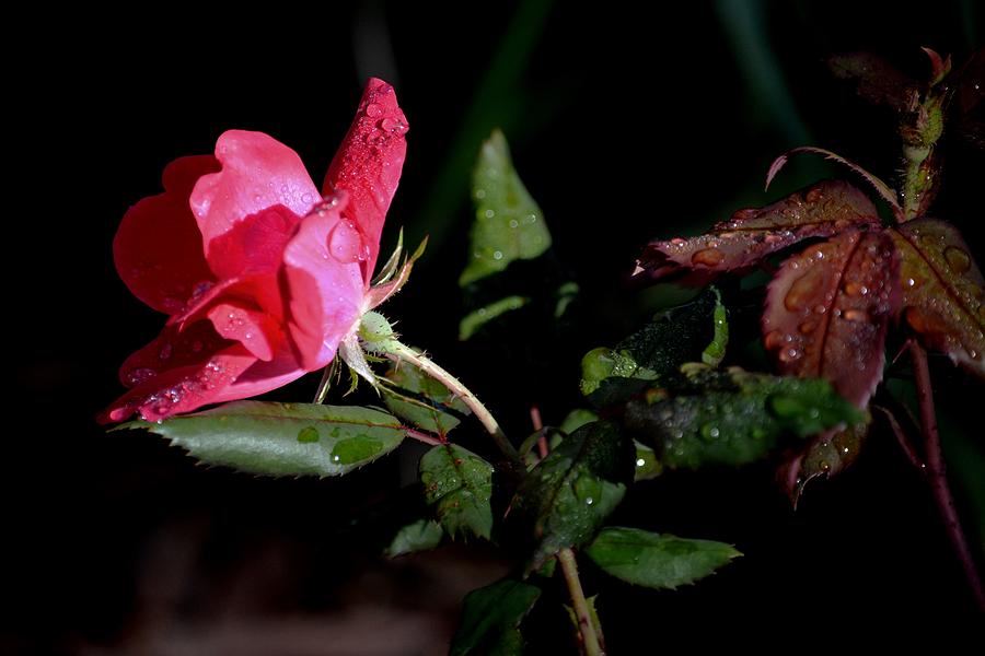 Madison Photograph - Rose After Rain by Karen Majkrzak