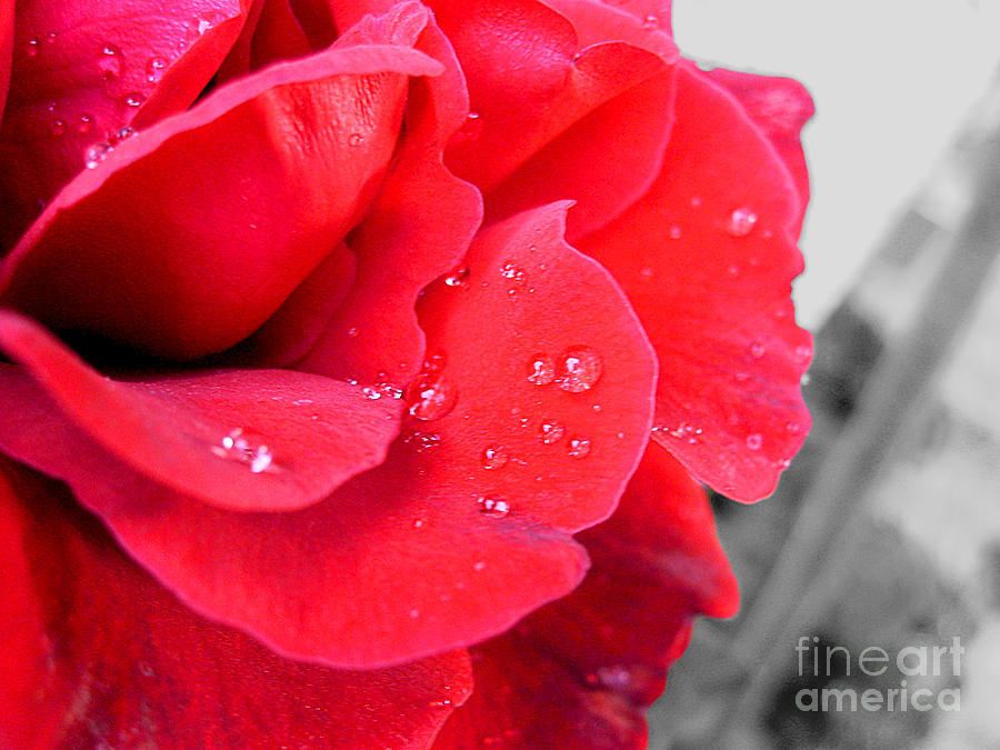 Rose After Rain Photograph by Nina Ficur Feenan