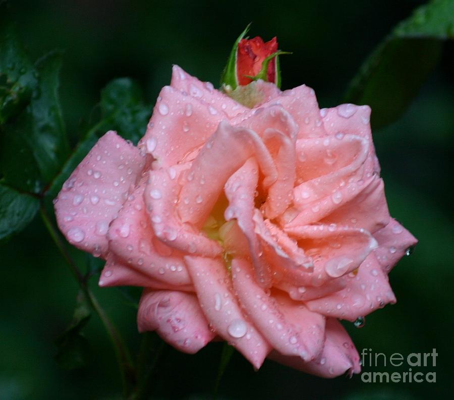 Rose after rain Photograph by Susanne Baumann