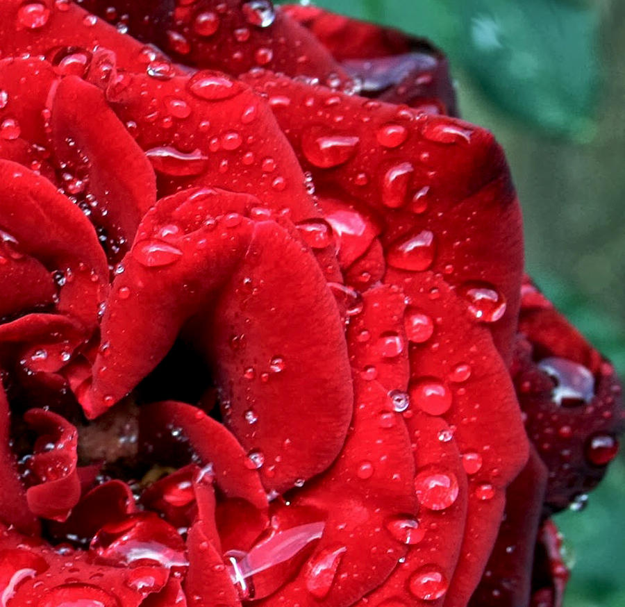Rose Photograph - Rose after rainshower by Kevin Bird
