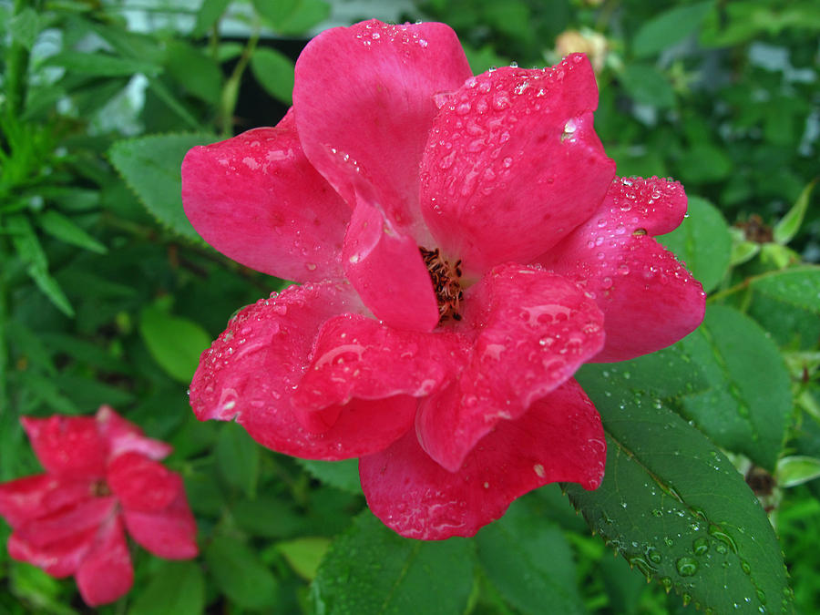 Rose after the Rain Photograph by Barbara McDevitt